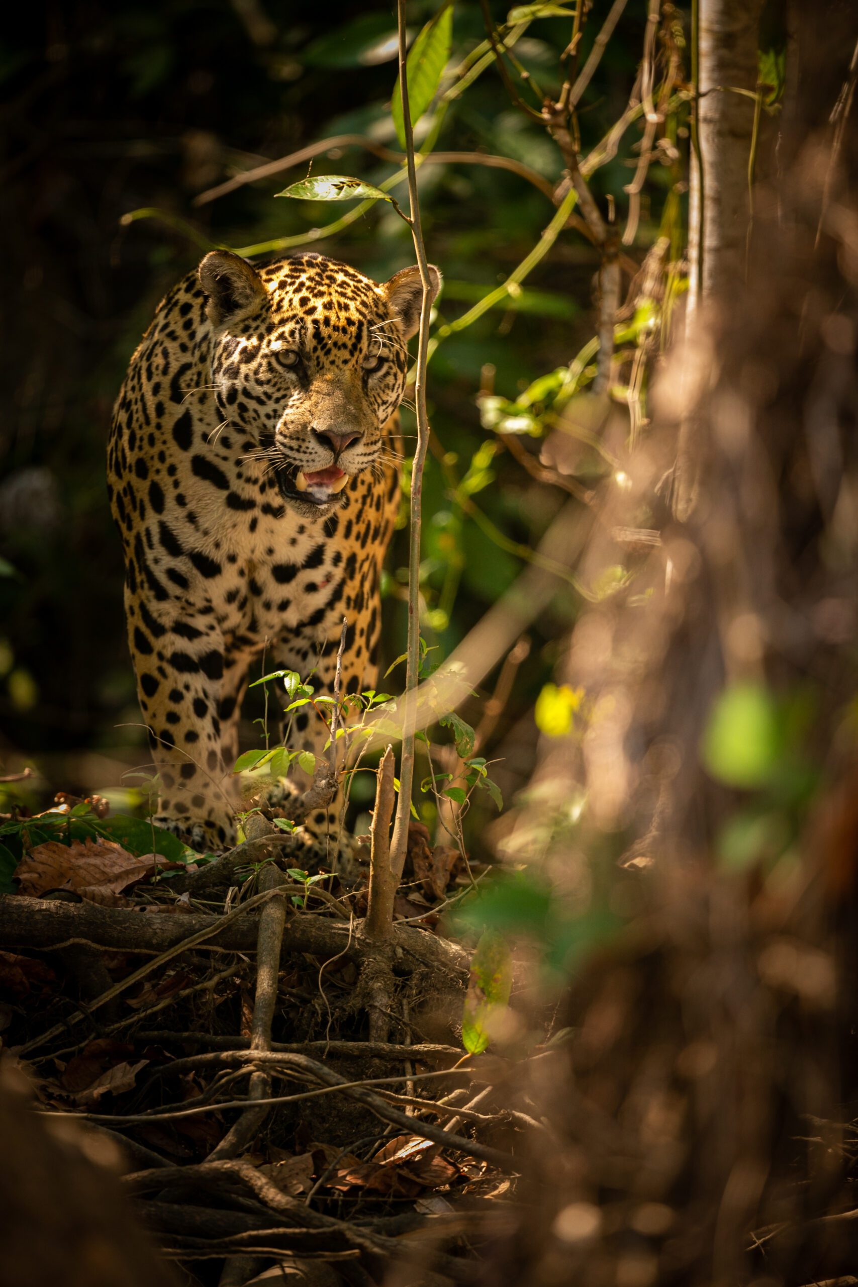 onça pantanal destinos nacionais